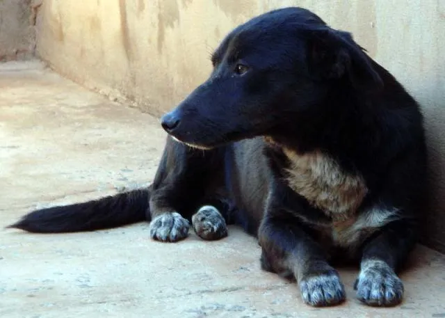 Cachorro ra a SRD para guarda  idade 1 ano nome Meigos e Carinhosos