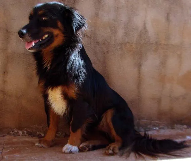 Cachorro ra a SRD para guarda  idade 1 ano nome Meigos e Carinhosos