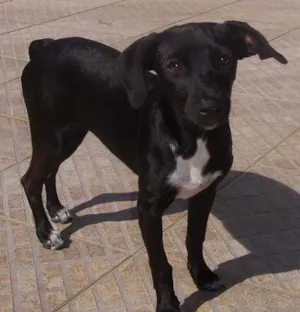 Cachorro raça SRD idade 7 a 11 meses nome Titi e Babi