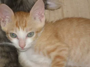 Gato raça SRD idade Abaixo de 2 meses nome Gatinhos Novinhos