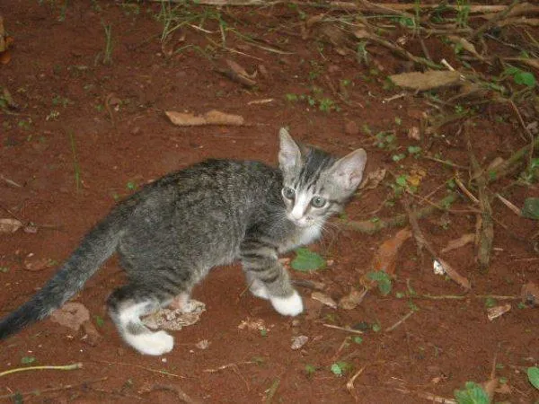 Gato ra a SRD idade Abaixo de 2 meses nome Gatinhos Novinhos