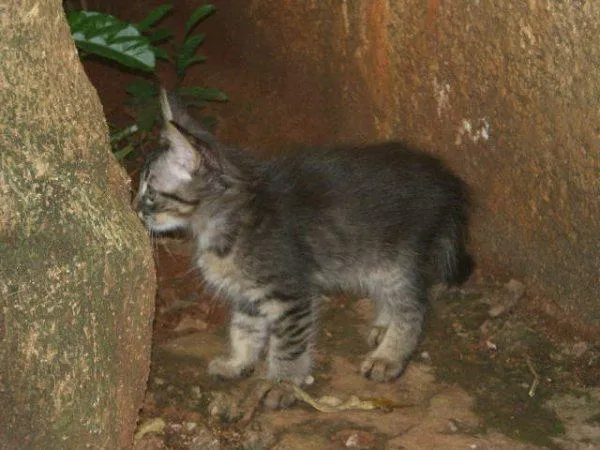 Gato ra a SRD idade Abaixo de 2 meses nome Gatinhos Novinhos