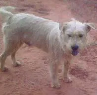 Cachorro ra a SRD idade 1 ano nome URSO