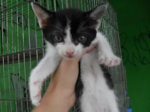 Gato raça Não definida idade 2 a 6 meses nome Beth