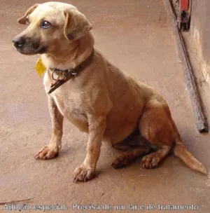 Cachorro raça SRD idade 1 ano nome DOAÇÃO em Dourados-MS