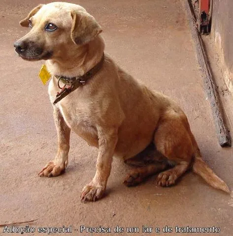 Cachorro ra a SRD idade 1 ano nome DOAÇÃO em Dourados-MS