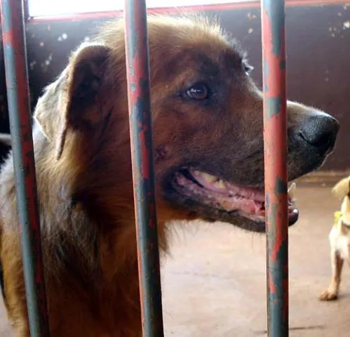 Cachorro ra a SRD idade 1 ano nome DOAÇÃO em Dourados-MS