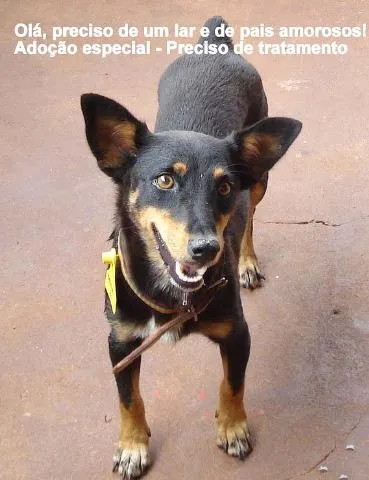 Cachorro ra a SRD idade 1 ano nome DOAÇÃO em Dourados-MS