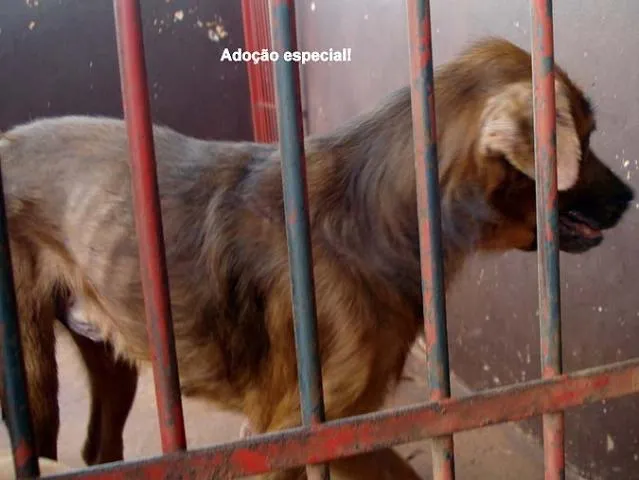 Cachorro ra a SRD idade 1 ano nome DOAÇÃO em Dourados-MS