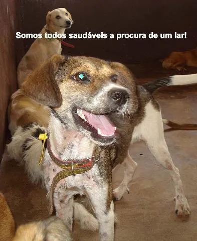 Cachorro ra a SRD idade 1 ano nome DOAÇÃO em Dourados-MS