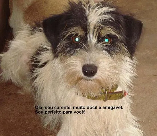 Cachorro ra a SRD idade 1 ano nome DOAÇÃO em Dourados-MS