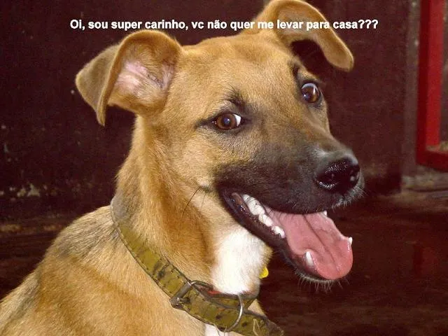 Cachorro ra a SRD idade 1 ano nome DOAÇÃO em Dourados-MS