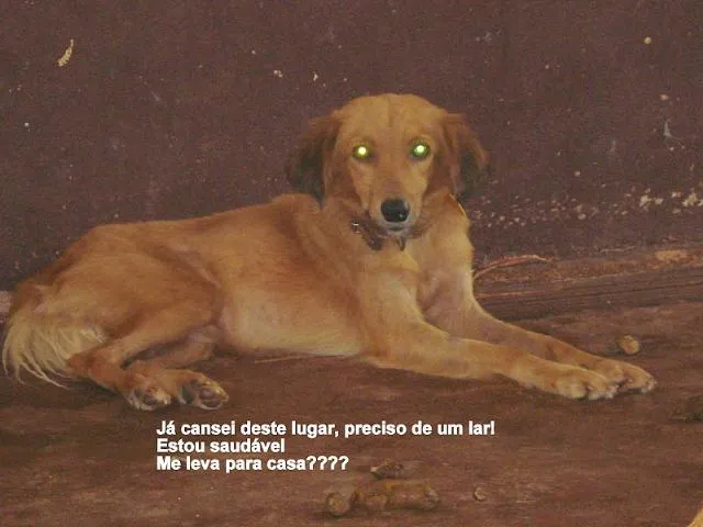 Cachorro ra a SRD idade 1 ano nome DOAÇÃO em Dourados-MS