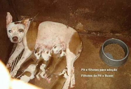 Cachorro ra a SRD idade 1 ano nome DOAÇÃO em Dourados-MS