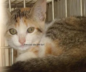 Gato raça SRD idade 7 a 11 meses nome DOAÇÃO em Dourados-MS