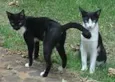 Gatinhos DOURADOS