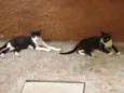 Gatinhos DOURADOS