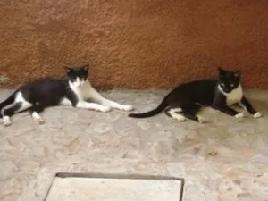 Gato raça SRD idade 7 a 11 meses nome Gatinhos DOURADOS