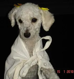 Cachorro raça Poodle idade 1 ano nome PROCURA LILI