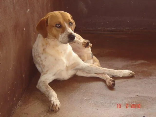 Cachorro ra a SRD idade 1 ano nome Ótimos Cães