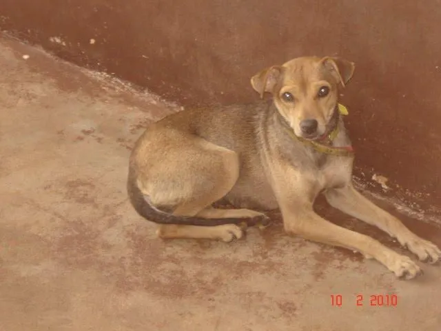 Cachorro ra a SRD idade 1 ano nome Ótimos Cães