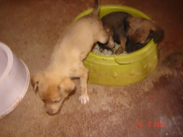 Cachorro ra a SRD idade 1 ano nome Ótimos Cães