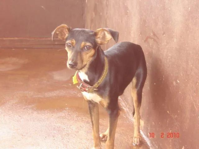 Cachorro ra a SRD idade 1 ano nome Ótimos Cães