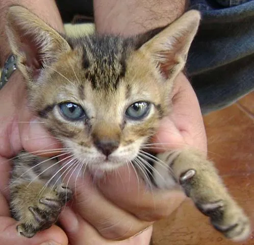 Gato ra a SRD idade 1 ano nome Lindos Gatinhos