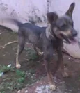 Timão Brincalhão