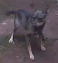 Timão Brincalhão