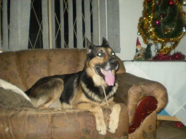 Cachorro ra a pastor alemão idade 6 ou mais anos nome tiger