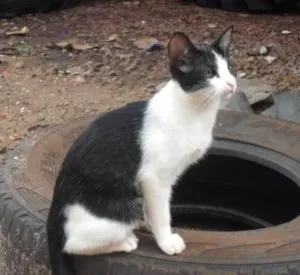 Gato raça SRD idade 1 ano nome Lindos e Sadios