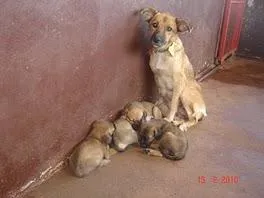 Cachorro ra a SRD idade 1 ano nome Ótimos Cães