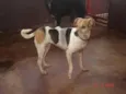 Ótimos Cães