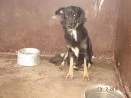 Cachorro ra a SRD idade 1 ano nome Ótimos Cães