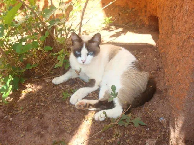 Gato ra a Siamês com Vira-Lata idade 3 anos nome Princesa