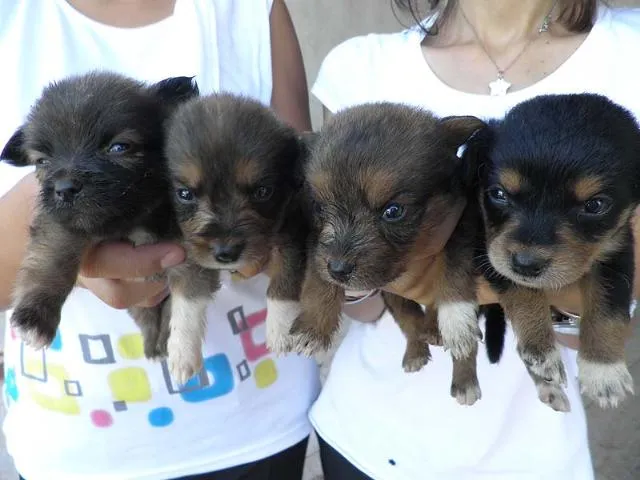 Cachorro ra a SRD idade 2 a 6 meses nome Filhotinhos FOFOS