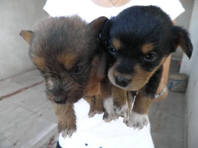 Cachorro ra a SRD idade 2 a 6 meses nome Filhotinhos FOFOS