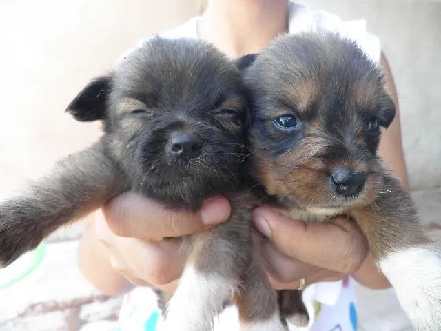 Cachorro ra a SRD idade 2 a 6 meses nome Filhotinhos FOFOS