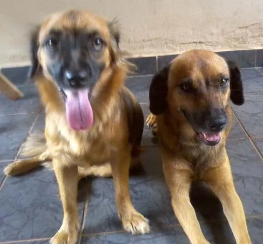Cachorro ra a SRD idade 2 anos nome Fofinha e Princesa