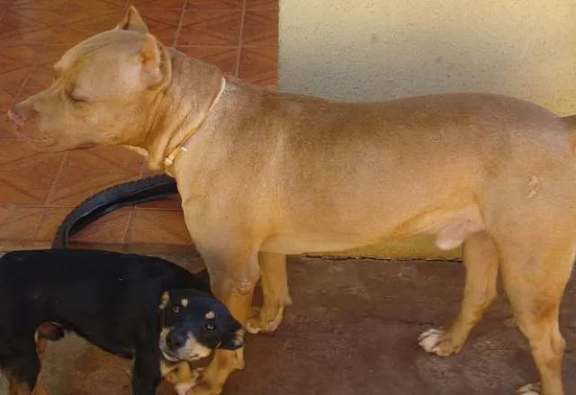 Cachorro ra a PitBull idade 3 anos nome FRED Dócil e Compan