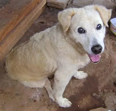Cachorro ra a SRD idade 1 ano nome Mini Labrador