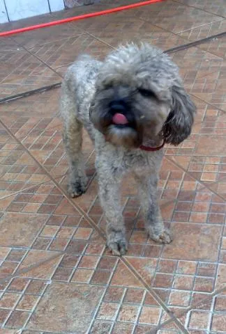 Cachorro ra a Poodle Mix idade 1 ano nome Poodle DOURADOS