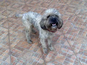 Cachorro raça Poodle Mix idade 1 ano nome Poodle DOURADOS