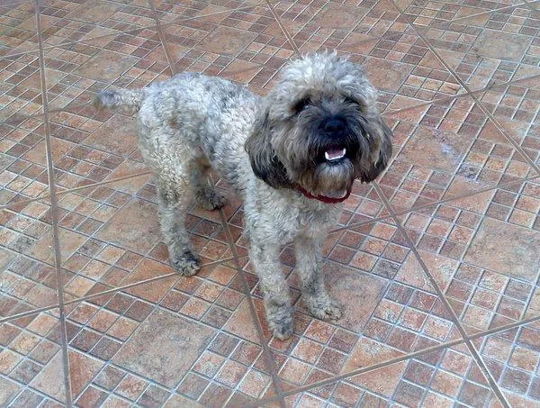 Cachorro ra a Poodle Mix idade 1 ano nome Poodle DOURADOS