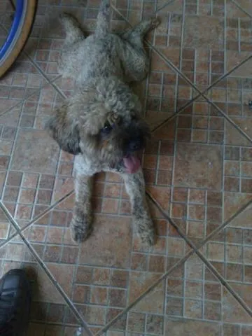 Cachorro ra a Poodle Mix idade 1 ano nome Poodle DOURADOS