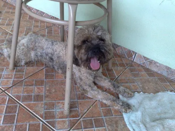 Cachorro ra a Poodle Mix idade 1 ano nome Poodle DOURADOS