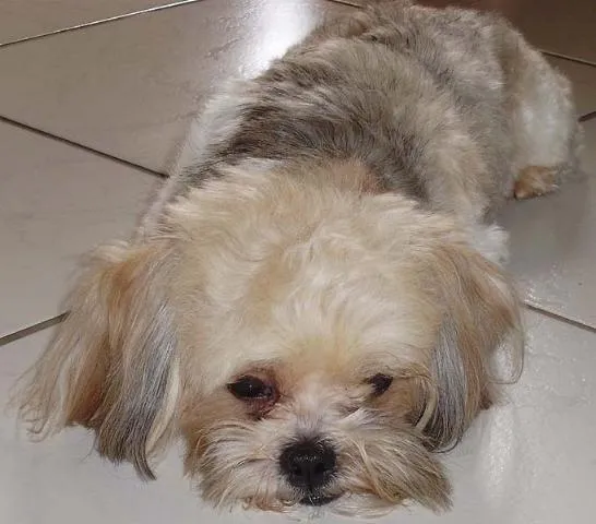 Cachorro ra a Shitzu idade 1 ano nome Encontrado DOURADOS