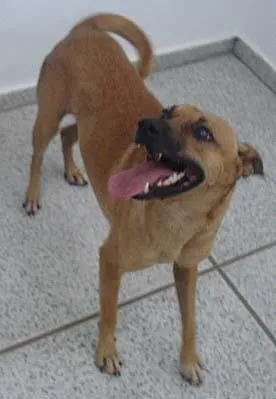 Cachorro raça SRD idade 1 ano nome ME ADOTE Dourados-MS