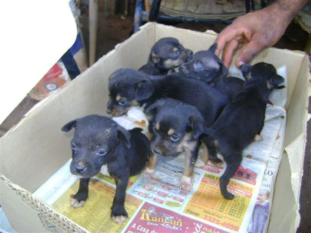 Cachorro ra a Mest. Fox idade Abaixo de 2 meses nome Novinhos